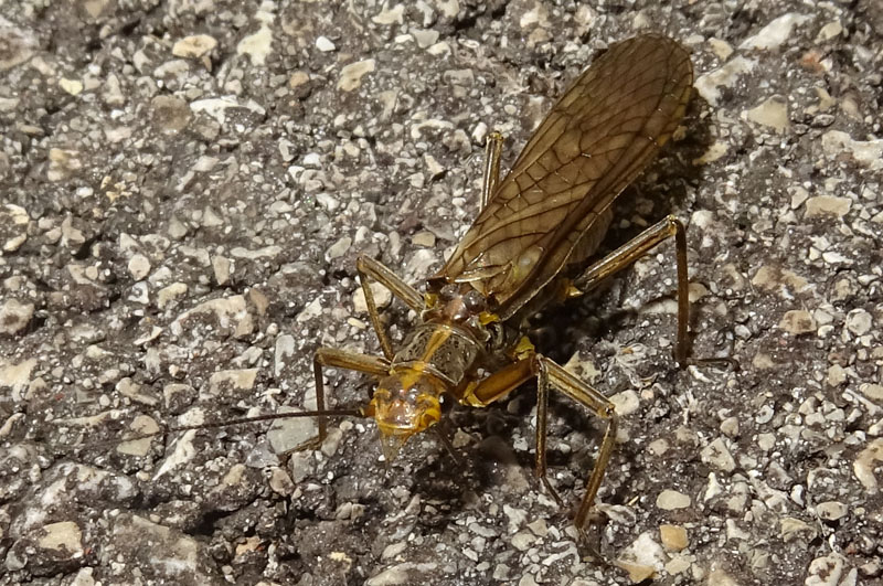 Catena dei Lagorai...da Pergine al Passo del Manghen